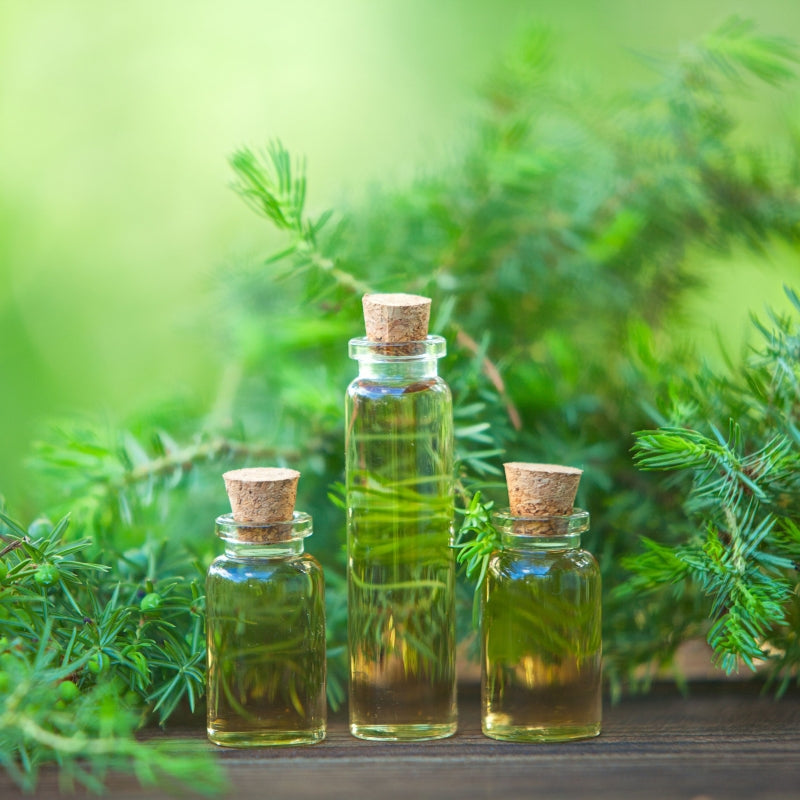 What is Tea Tree Oil and Why Is It Great to Use on The Skin?