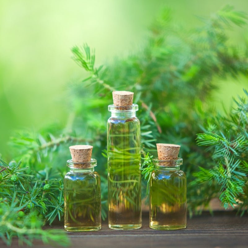 What is Tea Tree Oil and Why Is It Great to Use on The Skin? - Q7Paris Skincare